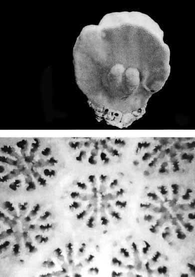 838 REVISTA DE BIOLOGÍA TROPICAL 5 cm a b Fig. 22. a) Porites sp.2 (MHNUABCS-1093), Bahía Sulphur, Clarión, prof. 5 m.