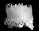 blanca, suave y porcelanosa. Ramificaciones cilíndricas, del mismo diámetro de los coralites, espaciadas y no fusionadas.