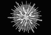48 Instituto de Investigaciones Marinas y Costeras - INVEMAR Género Deltocyathus Deltocyathus calcar Nombre común: Coral estrella Diagnosis: Coral solitario, libre, aplanado y con base cónica.