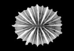Género Javania Javania cailleti Nombre común: No definido Diagnosis: Coral solitario, unido al sustrato, a través de un pedicelo