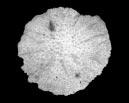 62 Instituto de Investigaciones Marinas y Costeras - INVEMAR Género Mussa Mussa angulosa Nombre común: Coral flores