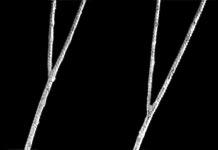 Espinas triangulares y pequeñas, la mayoría de 0,05 a 0,07 mm de altura, dispuestas en 7 a 8 filas, cada una con 35 a 50 espinas por cm. Coloración en vivo: Gris claro o verdoso.