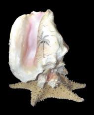 Gran parte de las conchas son adornadas con otras conchas y como base se utiliza la