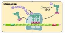 iniciación 2 subunidades ribosomales Factores de de iniciación GTP, Mg Mg 2+ 2+ P A Requerimientos Ribosoma completo (complejo de de iniciacion)