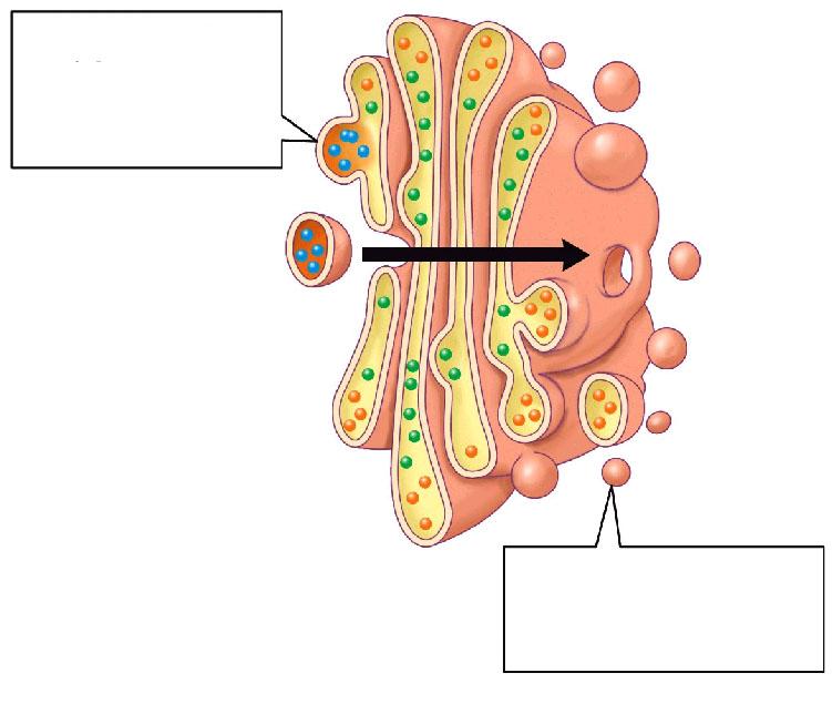 Las vesículas que llevan proteínas del RE se fusionan con el aparato de Golgi El
