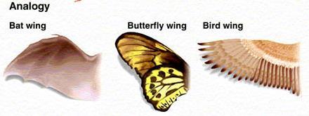 Aves, insectos y murciélagos utilizan alas para volar, y aunque todos pertencen al Reino Animal, no se encuentran en el mismo clado, simplemente