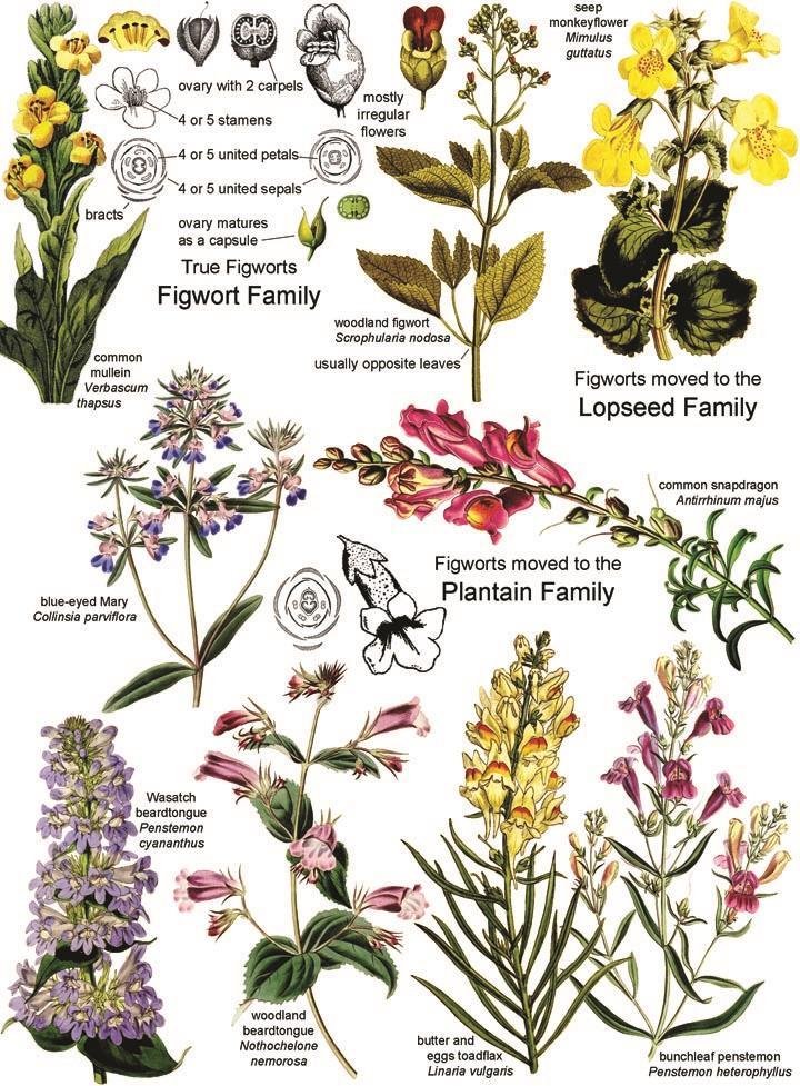 APLICACIÓN: Reclasificación Familia escrofulariáceas Existen más de 400 Familias de plantas Angiospermas, siendo el de las escrofulariáceas el octavo grupo con más miembros.