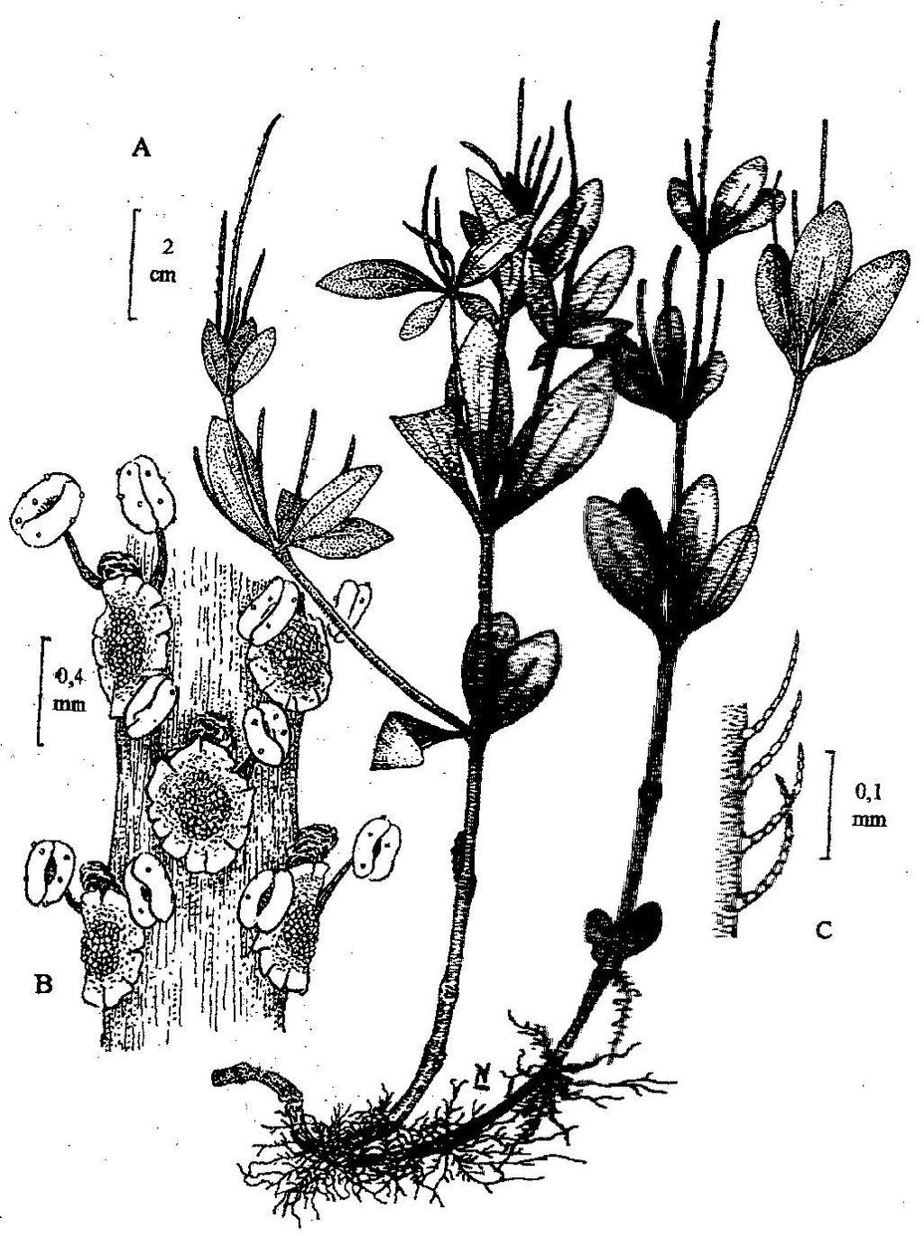 16 Flora del valle de Lerma Lám. 5. Peperomia santa-elisae. A.