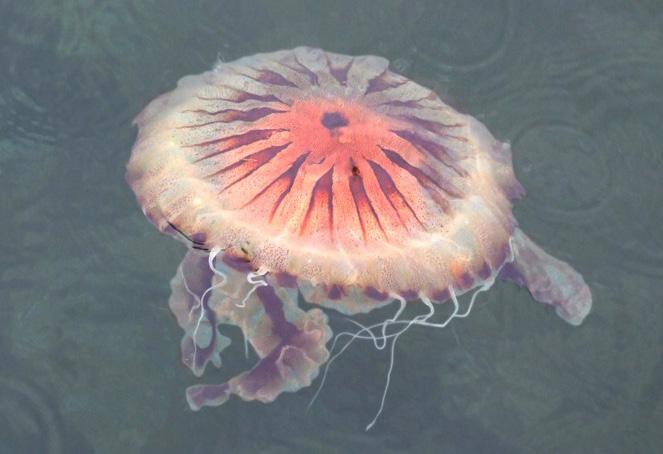 Chrysaora hysoscella Acalefo radiado o medusa compás Chrysaora hysoscella 9 OSCAR SAGUÉ Descripción de la especie: El diámetro de la umbrela alcanza 30