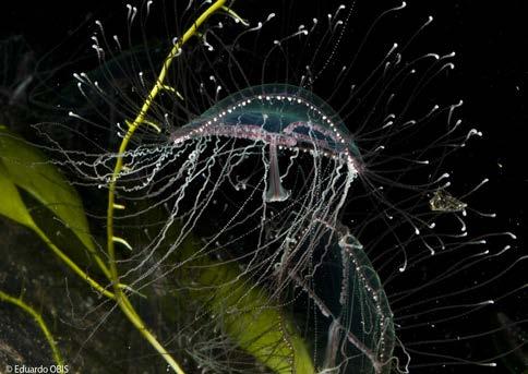 Olindias phosphorica Medusa cruz Olindias phosphorica 15 Usuario App imedjelly Descripción de la especie: Hidromedusa de umbrela