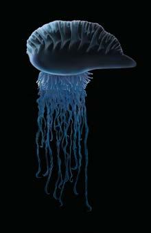 La parte sumergida está formada por tentáculos azules finos y largos que pueden alcanzar
