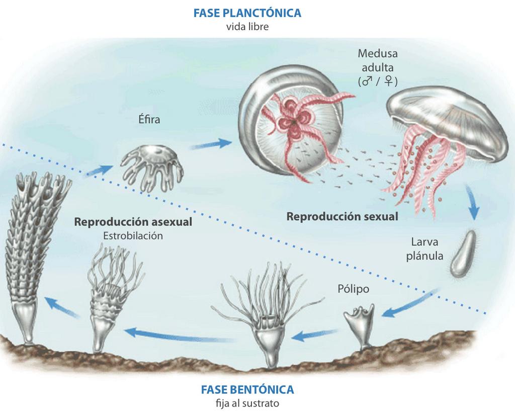 Ciclo de vida de las medusas Las medusas presentan diferentes ciclos de vida dependiendo de la especie.