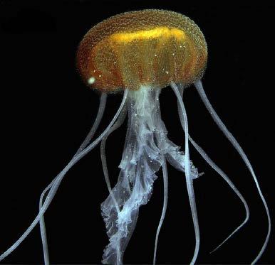 Medusas que se pueden encontrar en otros lugares del Mediterráneo Pelagia benovici