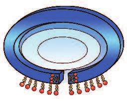 El tabaquismo DISTRIBUCIÓN GEOGRÁFICA DE LOS RECEPTORES Figura 3. Las cinco subunidades que conforman un receptor y la forma que adquieren sobre la membrana celular para formar una especie de túnel.