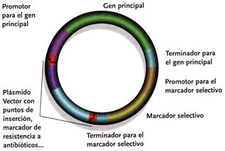 Promotor para el gen principal Gen principal Terminador para el gen principal Plásmido vector con puntos de inserción, marcador de resistencia a antibióticos Terminador para el marcador selectivo