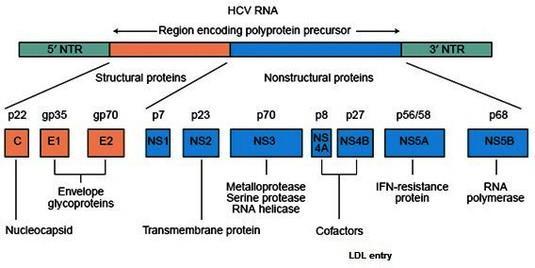 - 1989 Isolation of a cdna clone derived from a