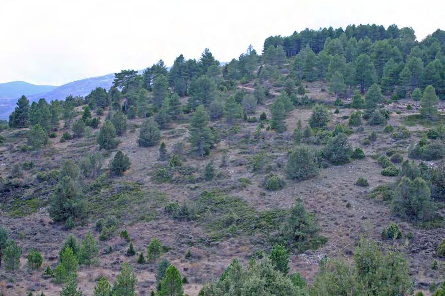 Descripción de las comunidades 2c Pinar albar con sabina rastrera Estructura y composición florística: Se trata, en sus formas más típicas, de un bosque laxo, con un estrato arbóreo de Pinus