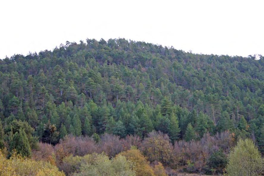 Descripción de las comunidades 2d Pinar albar con sabina albar y enebro Estructura y composición florística: Bosque relativamente denso dominado en el estrato arbóreo por Pinus sylvestris, pero con