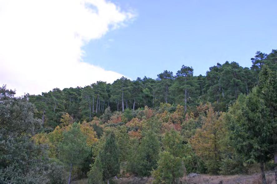 Descripción de las comunidades 3c Pinar negral típico Estructura y composición florística: Se trata de un bosque con dosel arbóreo más denso que el anterior, en el que junto a Pinus nigra subsp.
