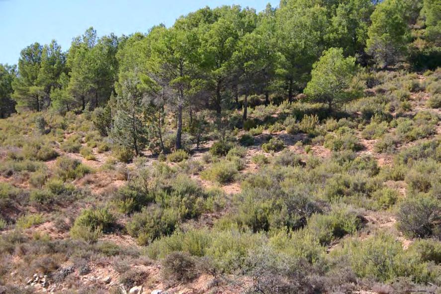 Descripción de las comunidades 5a Pinar carrasco típico Estructura y composición florística: Se trata de un bosque habitualmente no muy denso de Pinus halepensis, con cierta participación de Quercus