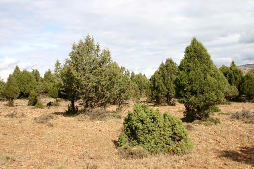 Descripción de las comunidades 6a Sabinar albar típico Estructura y composición florística: Bosque claro con un estrato arbóreo laxo de sabina albar (Juniperus thurifera), prácticamente