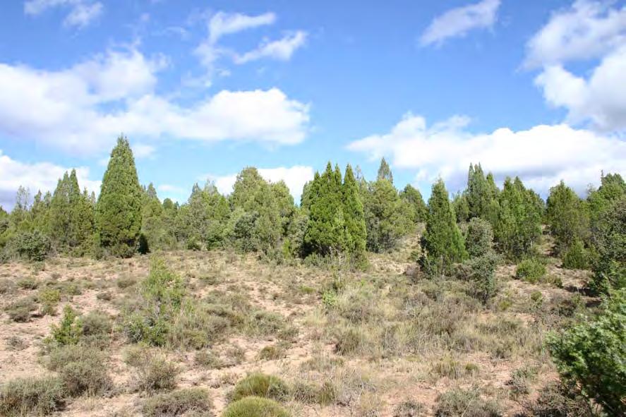 Descripción de las comunidades 7c Enebral de Juniperus oxycedrus Estructura y composición florística: Matorrales de porte medio-alto dominados fisionómicamente por Juniperus oxycedrus, que con su
