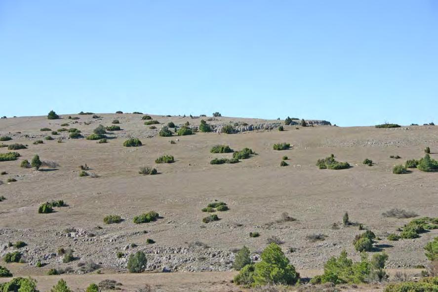 Descripción de las comunidades 7d Enebral de Juniperus hemisphaerica Estructura y composición florística: Enebral propio del piso oromediterráneo y del horizonte superior del supramediterráneo,