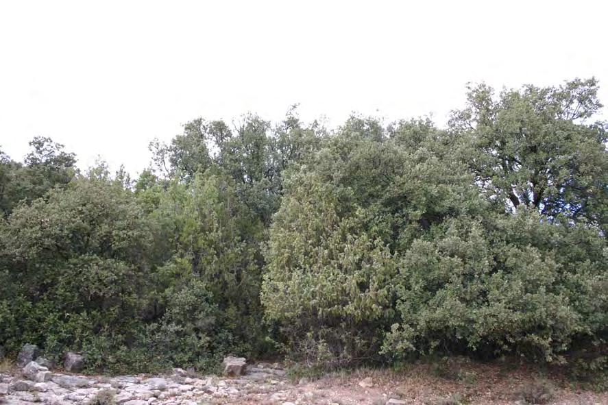 Descripción de las comunidades 8b Encinar con sabina albar Estructura y composición florística: Formaciones boscosas de Quercus ilex subsp.