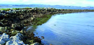 53 El espigón de Pedreña, ubicado en el interior de la bahía de Santander, es también otra de las zonas preferidas para la observación de las babosa marinas.