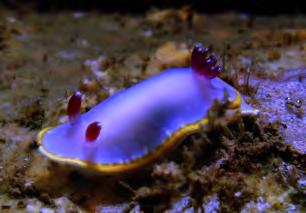 Vida submarina de llamativos colores La atractiva coloración de los