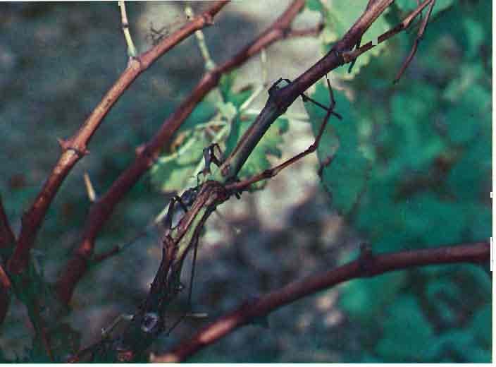Fig. 5.-Cepa de «Garnacha» atacada por Xanthomonas ampelina, en la que se pueden observar las típicas bandas que permanecen sin agostar.