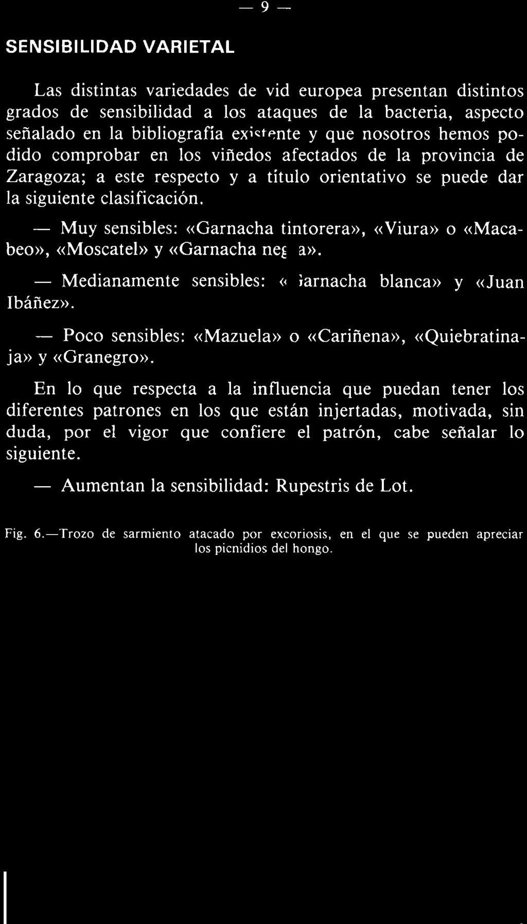 - Muy sensibles: «Garnacha tintorera», «Viura» o «Macabeo», «Moscatel» y «Garnacha negra». - Medianamente sensibles: «Garnacha blanca» y «Juan Ibáñez».