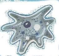 uelen vivir como células aisladas, a veces forman colonias de estructuras muy sencillas, sin originar tejidos - lgunos son inmóviles, otros se mueven por cilios,