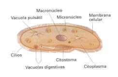 bipartición - INFURI CILID: con cilios o pestañas vibrátiles. Ej.: paramecio, - FLGELD: con flagelos. Ej,: trypanosoma - RIZÓPD: se mueven por seudópodos: Ej.