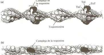 c. Troponina: la troponina es un complejo formado por tres subunidades Troponina T: molécula de unión de a tropomiosina Troponina C: sensor de calcio. Tiene una gran similitud con la calmodulina.