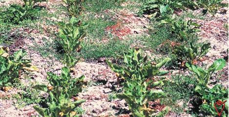 Protección del cultivo NEMATODOS FORMADORES DE QUISTES (Heterodera schachtii) Control: Los medios culturales: rotación, control de hierbas,.