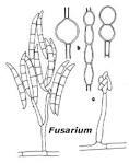 Toxina T-2 Hongo: Fusarium spp.