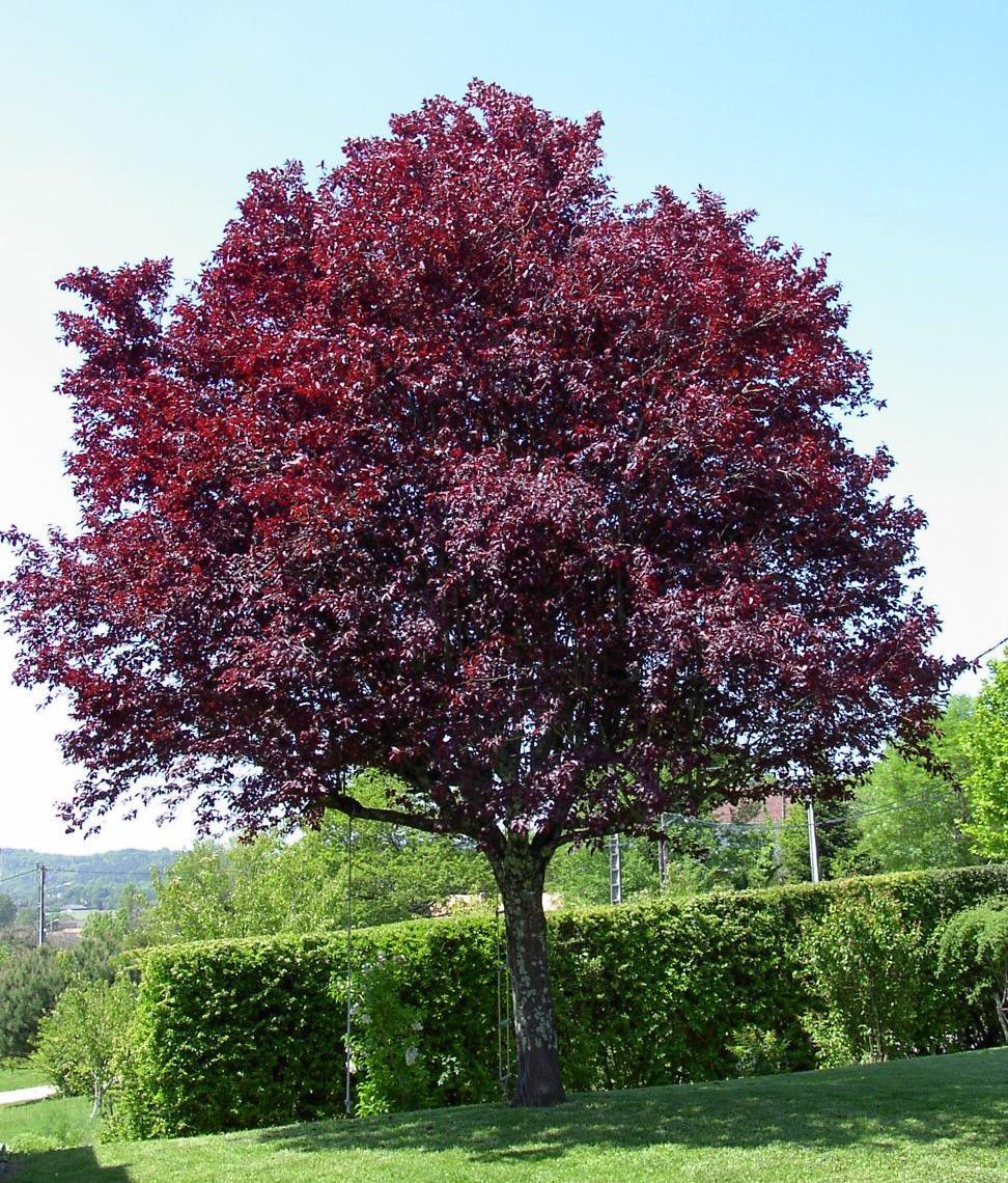 Ciruelo japonés o rojo (Prunus cesarifera) Árbol de hoja caduca que puede tener espinas.