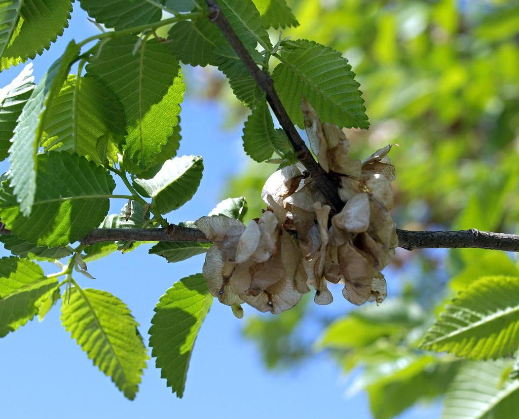 Olmo siberiano (Ulmus pumila) Árbol caducifolio, destacan su hojas no simétricas en la base y su
