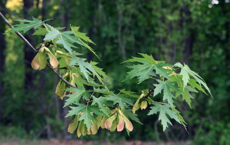 Arce plateado (Acer saccharinum) Árbol caducifolio con hojas de color verde claro y envés plateado.