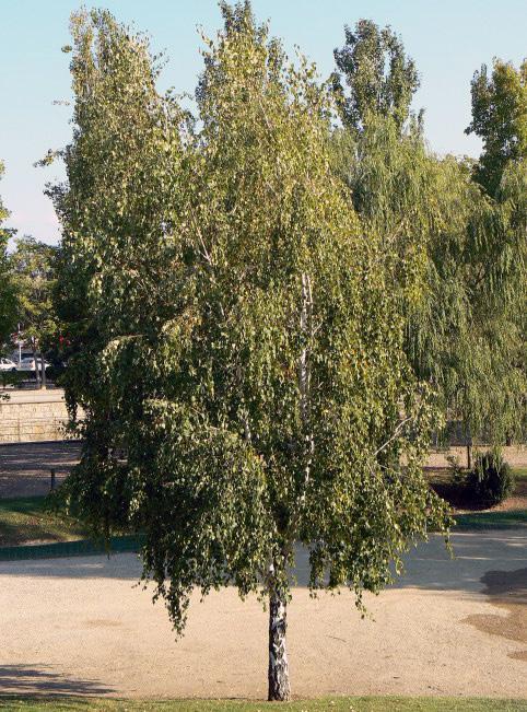 Abedul (Betula pendula) Árbol caducifolio, tiene un tronco generalmente delgado, con corteza de un blanco puro característico, parecido al del