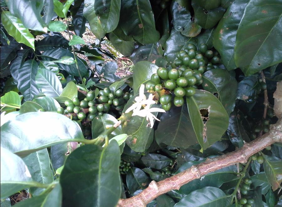 Capacitación a los agricultores líderes, sobre manejo técnico de viveros de plantones de café. 4.