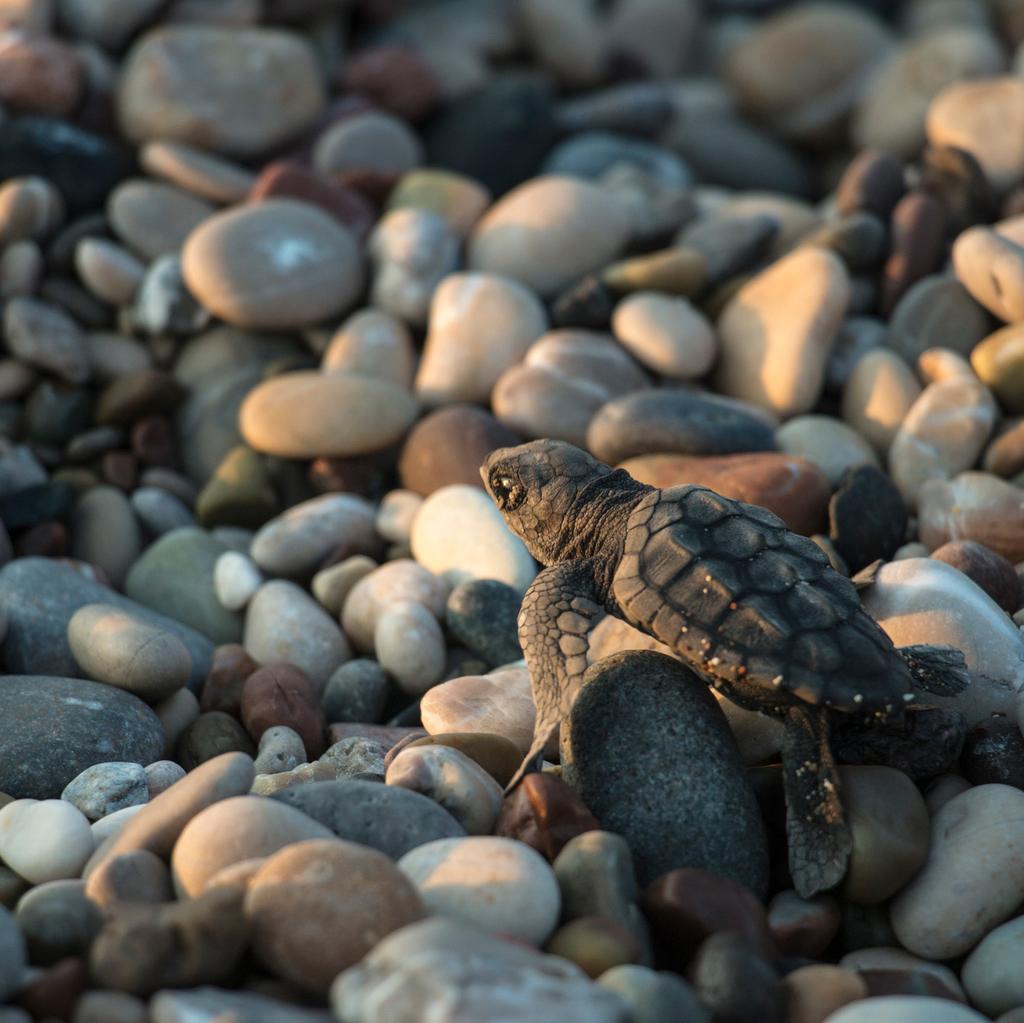 ECOSISTEMA marino y de costa Las Tortugas marinas y su desafío de superviviencia ante el cambio climático Las tortugas marinas son reptiles muy antiguos, de las siete especies que existen a nivel