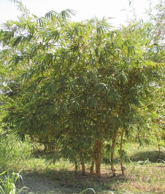 b) Bambusoideo arborescente: donde se encuentran los