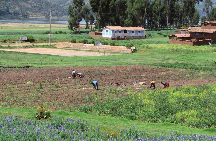 BANCO CENTRAL DE RESERVA DEL PERÚ Los productores de café de esta región han logrado agruparse bajo un sistema cooperativo desde el año 1967.