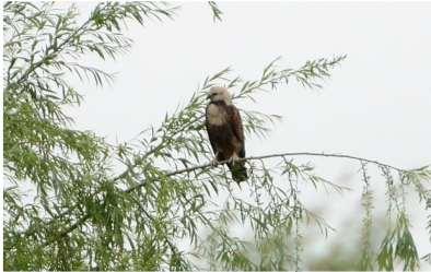 Juvenil Águila Pampa (Busarellus nigricollis) en el Bañado de