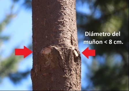 Figura 6: Detalle de inserción de las ramas con un diámetro menor a 8 cm.