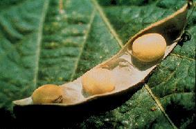 Dentro de las fuentes de origen vegetal, la pasta de soya es la más empleada por su contenido en aminoácidos