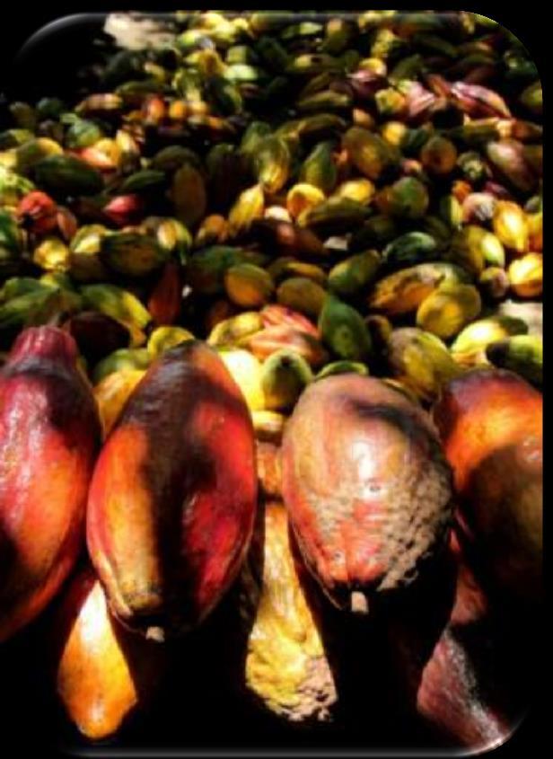 Diferenciando cacao para usos más allá del Chocolate II Foro Centroamericano de Cacao Excelencia con Sentido Regional.
