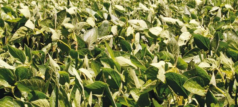 Recomendaciones de aplicación La nueva tecnología en insecticidas para soja.